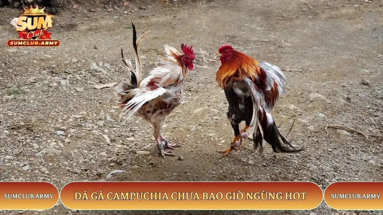 Đá gà Campuchia Sumclub chưa bao giờ ngừng hot Đá gà Campuchia Sumclub chưa bao giờ ngừng hot