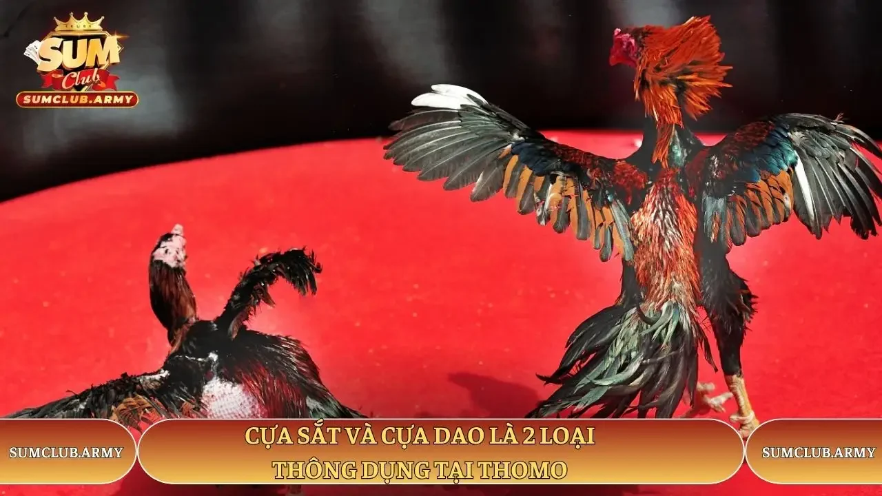 Cựa sắt và cựa dao là 2 loại thông dụng tại Thomo Sumclub Cựa sắt và cựa dao là 2 loại thông dụng tại Thomo Sumclub