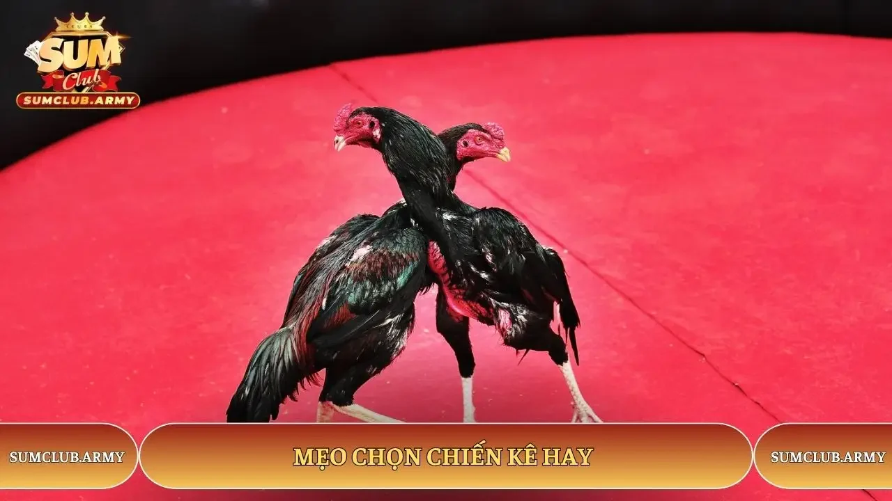 Mẹo chọn chiến kê hay Mẹo chọn chiến kê hay