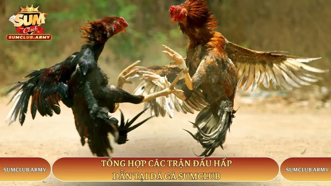 Tổng hợp các trận đấu hấp dẫn tại đá gà Sumclub Tổng hợp các trận đấu hấp dẫn tại đá gà Sumclub