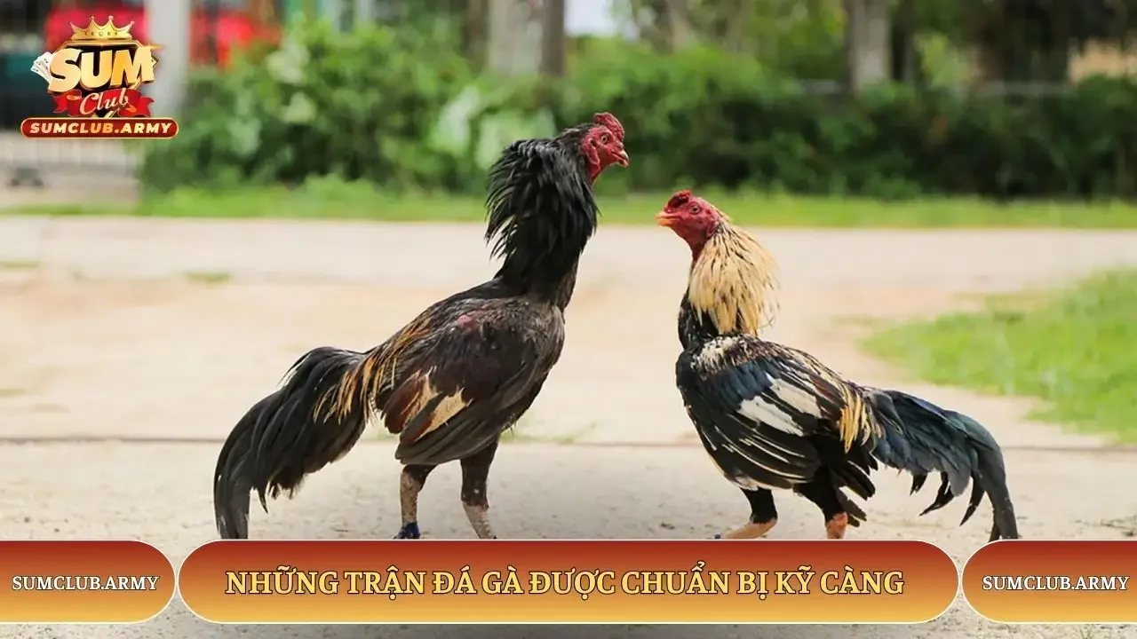 Những trận đá gà được chuẩn bị kỹ càng Những trận đá gà được chuẩn bị kỹ càng