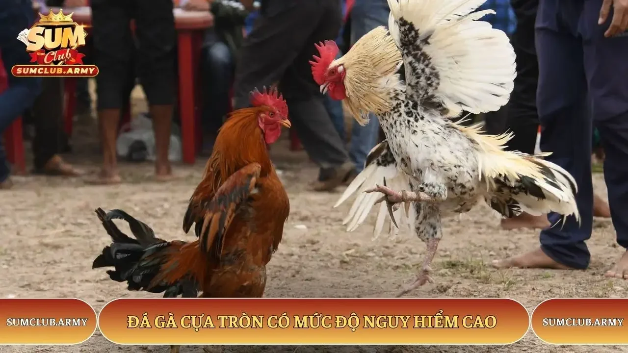 Đá gà cựa tròn Sumclub có mức độ nguy hiểm cao Đá gà cựa tròn Sumclub có mức độ nguy hiểm cao