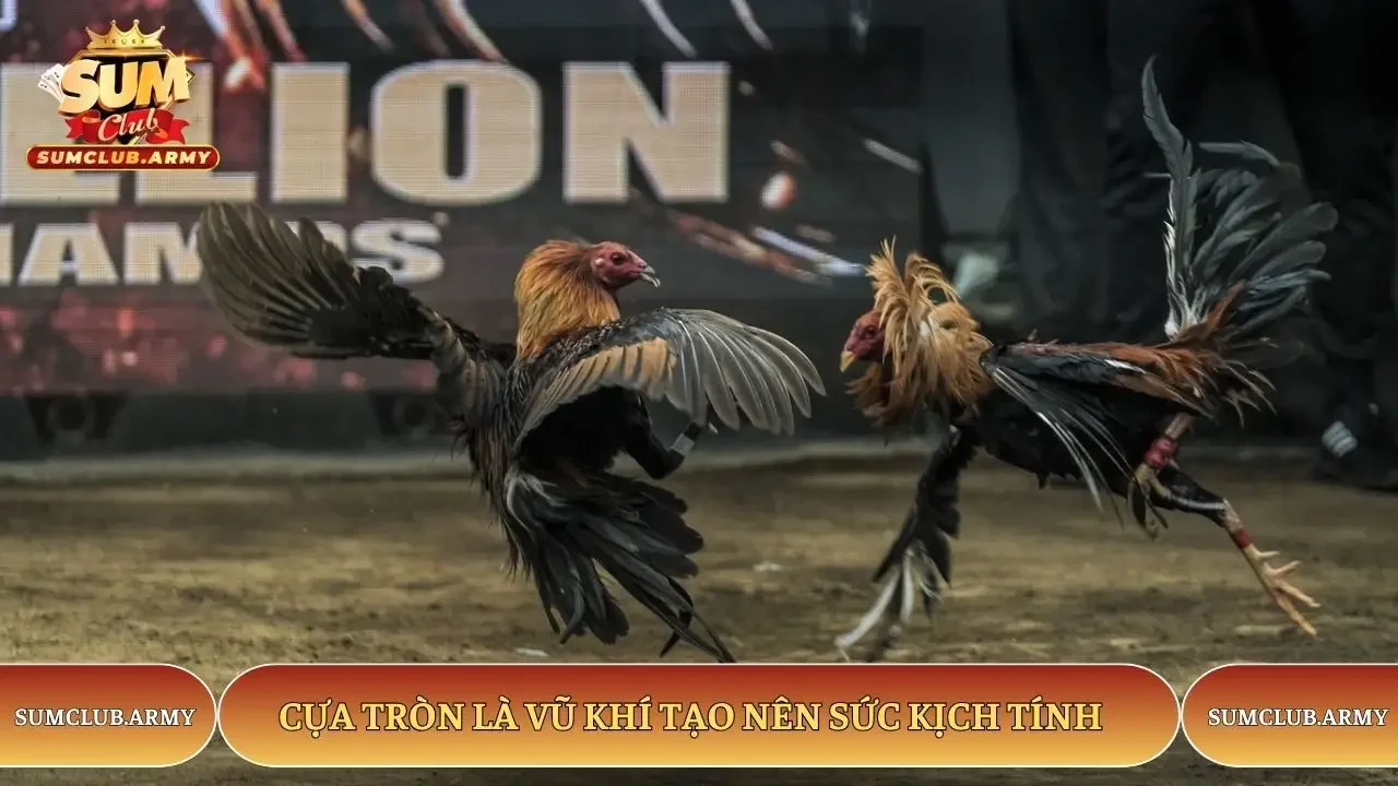 Cựa tròn Sumclub là vũ khí tạo nên sức kịch tính Cựa tròn Sumclub là vũ khí tạo nên sức kịch tính