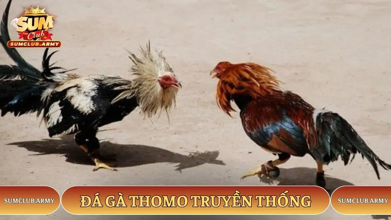 Hình thức thi đấu truyền thống tại Sumclub
